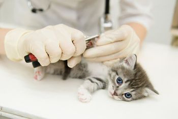 Gato en el veterinario