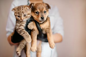 Perro y gato en el veterinario