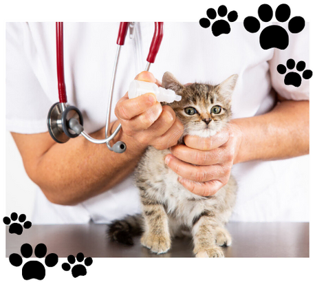 Gato en el veterinario